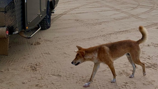 Robert Soper captured a photo of a dingo on Fraser Island. Source: Supplied.