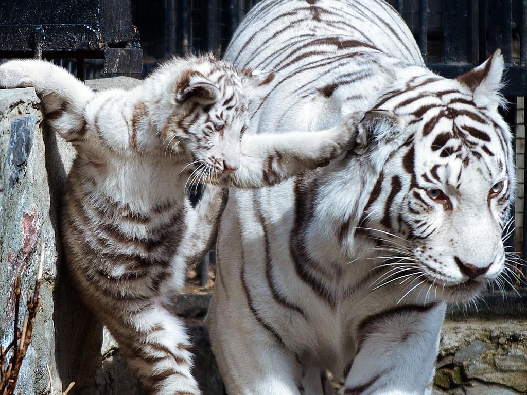 Adorable white tiger cub bare its fangs as mum takes a well-deserved rest -  World News - Mirror Online