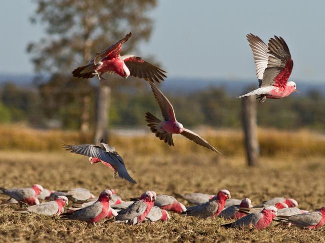 Flock of Galahs on ground feeding with others looking for spot to land in Australian outback.