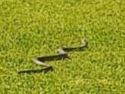 Snake at Noarlunga Oval Snake on field during trial game between South Adelaide and North Adelaideat Noarlunga Oval