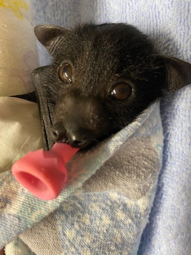 A baby bat after being rescued by a wildlife carer. Photo supplied by the Bat Conservation and Rescue Queensland.