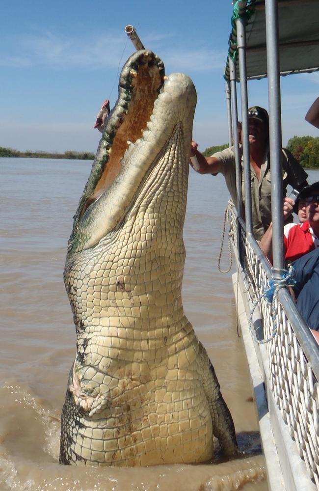 Brutus, a 5.5m saltie, lunges from the water for a piece of his favourite snack - buffalo meat - during a croc cruise on the Adelaide River. While he is missing his front right leg, he is certainly not lacking any power. Picture: Katrina Bridgeford