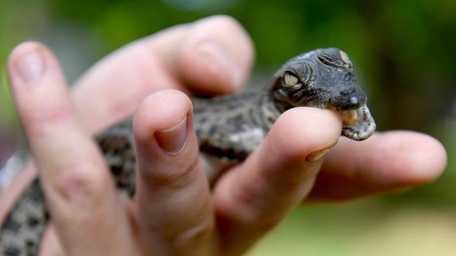 One of the newborn saltwater crocodile croc hatchlings at Billabong Sanctuary. Picture: Evan Morgan