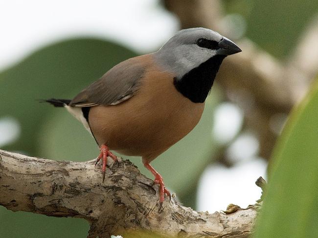 The black-throated finch has caused another roadblock to the Carmichael megamine.