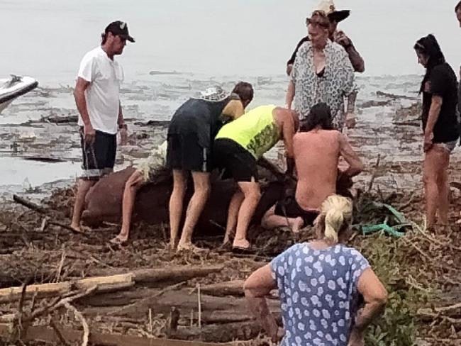 Heartbroken rescuers reveal what happened to bull during dramatic flood rescue