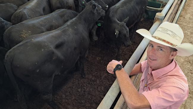 Elders Finley agent James Kennedy with some of the young heifers from client Kiamungie at Tocumwal which sold to $1470 at Wangaratta today.