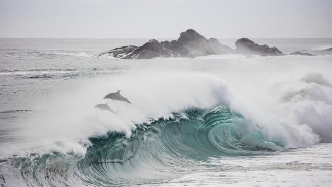 Dolphins frolic in the waves off Cape Naturaliste, near Dunsborough, Margaret River