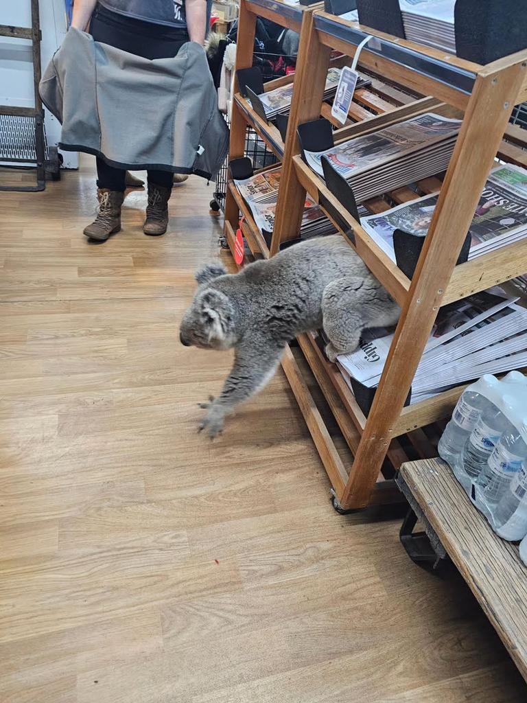 The store owner said the koala didn’t cause any damage to the store.Picture: Instagram/@meeniyanigalocalgrocer