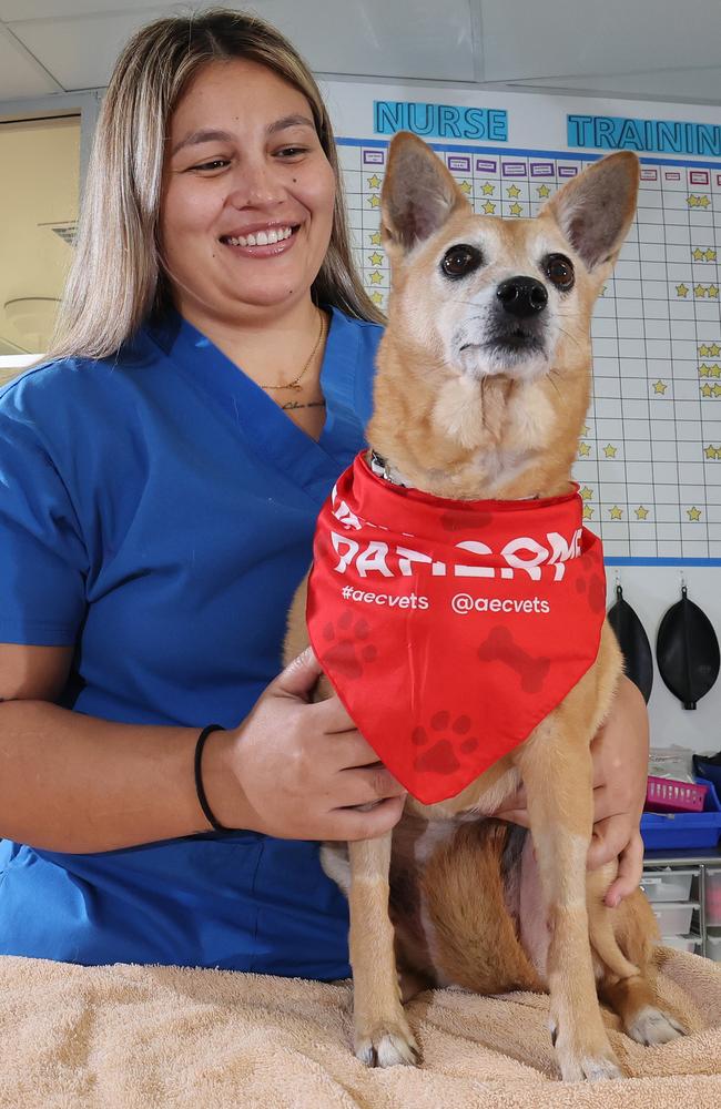 Vet nurse Sarah-May Mattey with Salami the 14 year old Fox Terrier X . Salami was saved thanks to another donor. Picture: Glenn Hampson