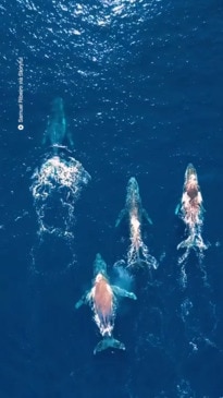 Whales seen off the QLD coast