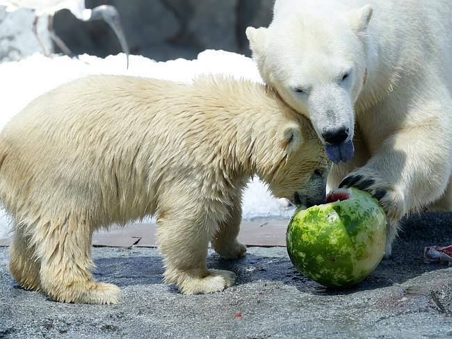 Sea World's baby Polar Bear Henry celebrates his very first Christmas at Polar Pre-School with his mum Leah. Pics Adam Head
