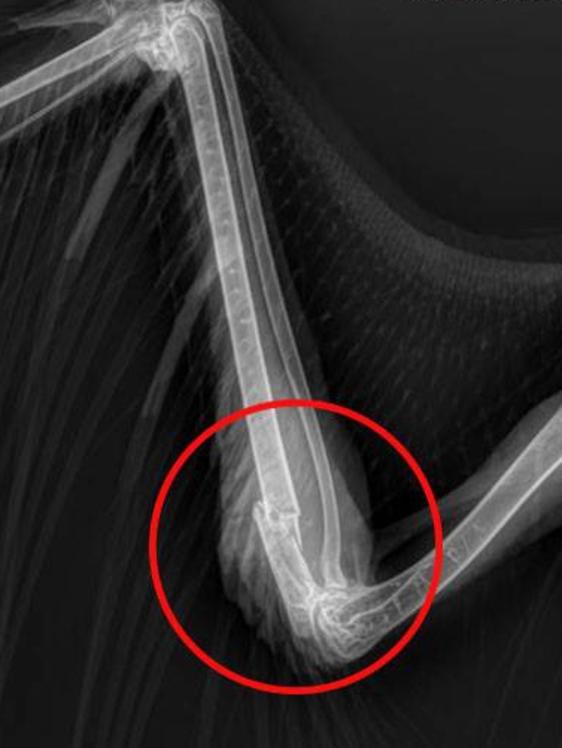An x-ray of the wedge-tailed eagle’s right wing. Picture: Facebook