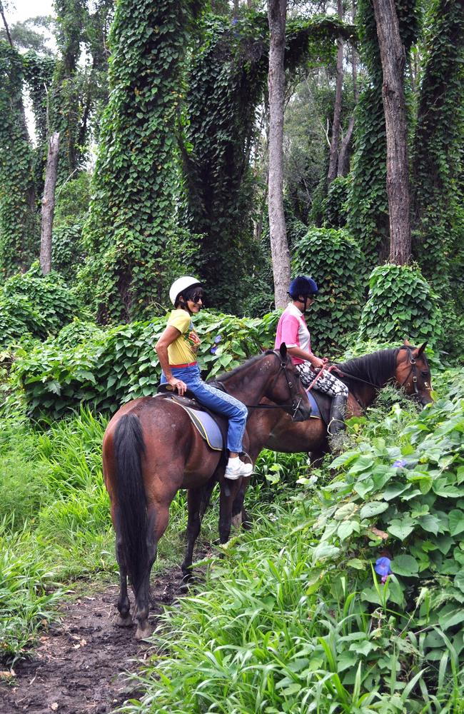 Horse riding in the forest.