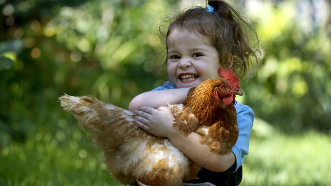 16/03/16 - A "chicken clicker study" which is uncovering how smart chickens are, might just enlighten the George family of Fitzroy, about the behaviour of their chickens, "Figglehorn"," Polly" and " Lolly". Tilly,3 with" Polly". Picture Dean Martin