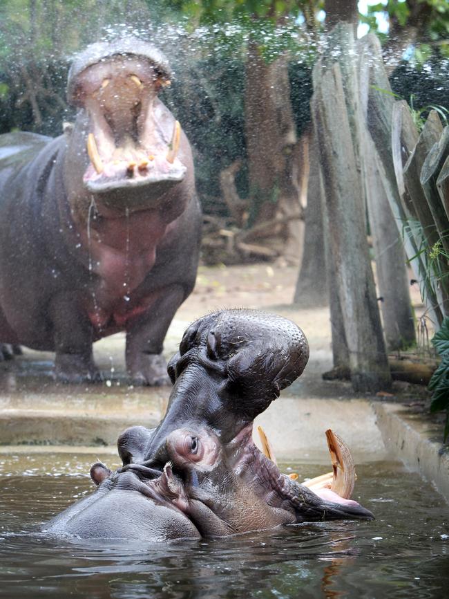 Nile hippopotamus Suzie and partner Brutus at the Adelaide Zoo. Suzie died in July.