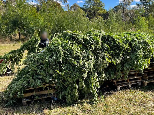 Police images captured the drug raids on two properties at Mangrove Mountain and Parramatta, which uncovered more than $3 million worth of marijuana.