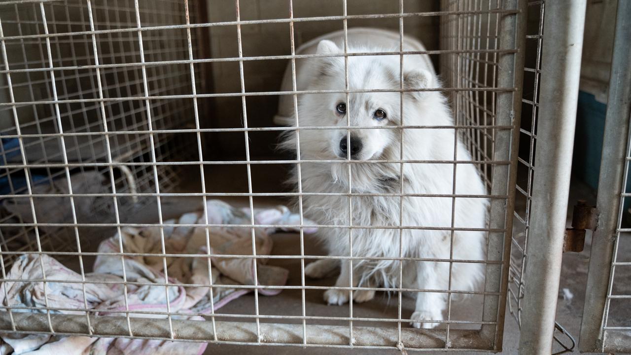 A Japanese Spitz was among the numerous breeds of dogs found at four alleged puppy farms by the RSPCA in recent years. Picture: RSPCA Queensland