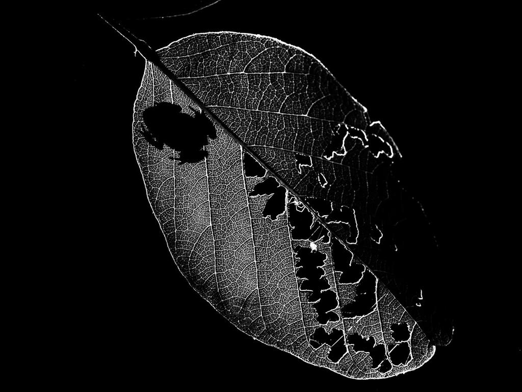 A small amphibian sits on a rain tree leaf. Kruger National Park, South Africa – Mattheuns Pretorius. Picture: Mattheuns Pretorius Africa Geographic Photographer of the Year 2021