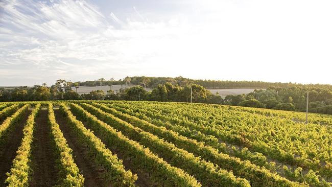 Vineyards at Vasse Felilx, Margaret River’s first winery. Picture: Tourism Western Australia