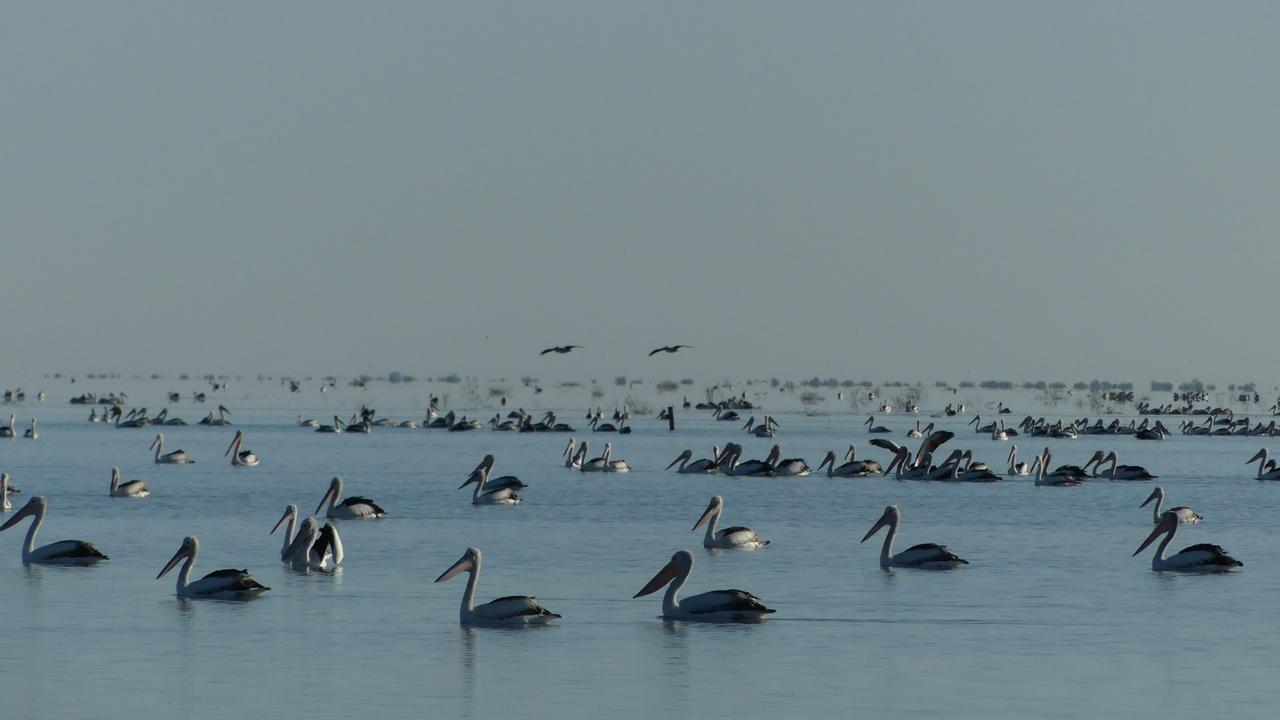 Birdwatching in Australia: a post-flood bonanza for waterbirds | The ...