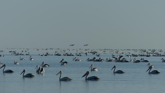 Pelicans at Narran Lakes, near Brewarrina, northern NSW. Picture: Harro / UNSW