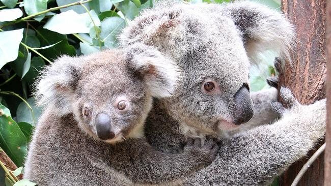 Pictured at the Currumbin Wildlife Sanctuary during Premier Annastacia Palaszczukz's announcement of new Koala protection program. .Koalas Mum= Khaleesi and joey Eve 7 months. PiC Mike Batterham