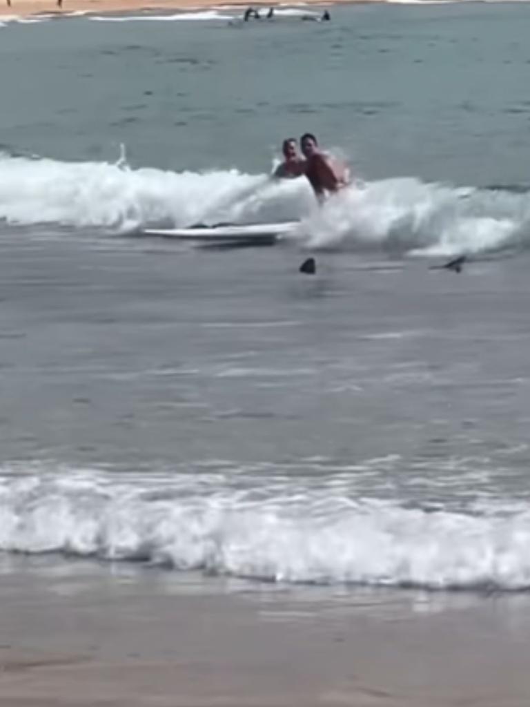 A lifeguard put himself between the shark and another swimmer. Picture: Instagram (@manlyobserver)