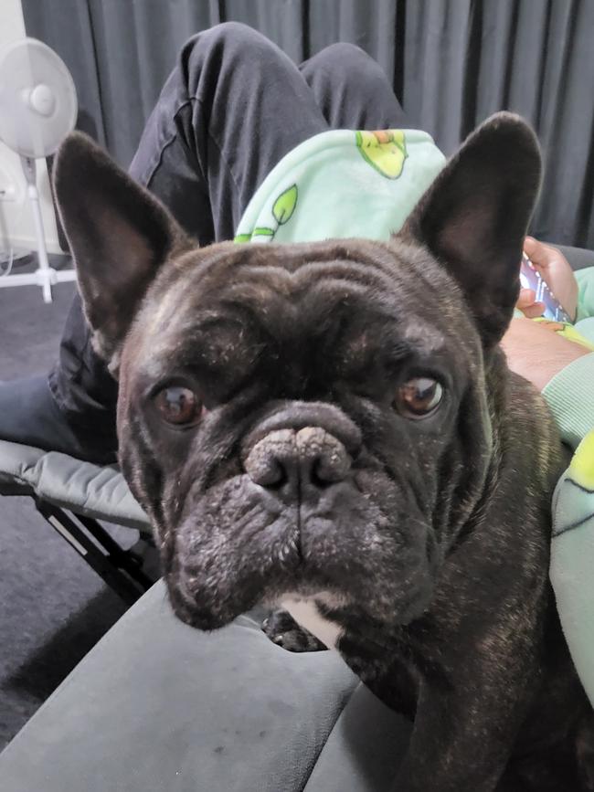 Wallace the french bulldog, sent in by Darryl Bovell, Roseworthy.