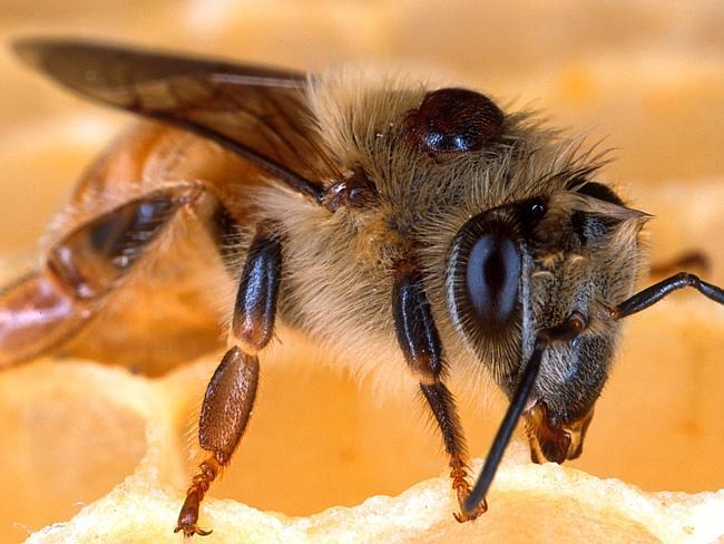 A deadly varroa mite on the back of a honey bee. 