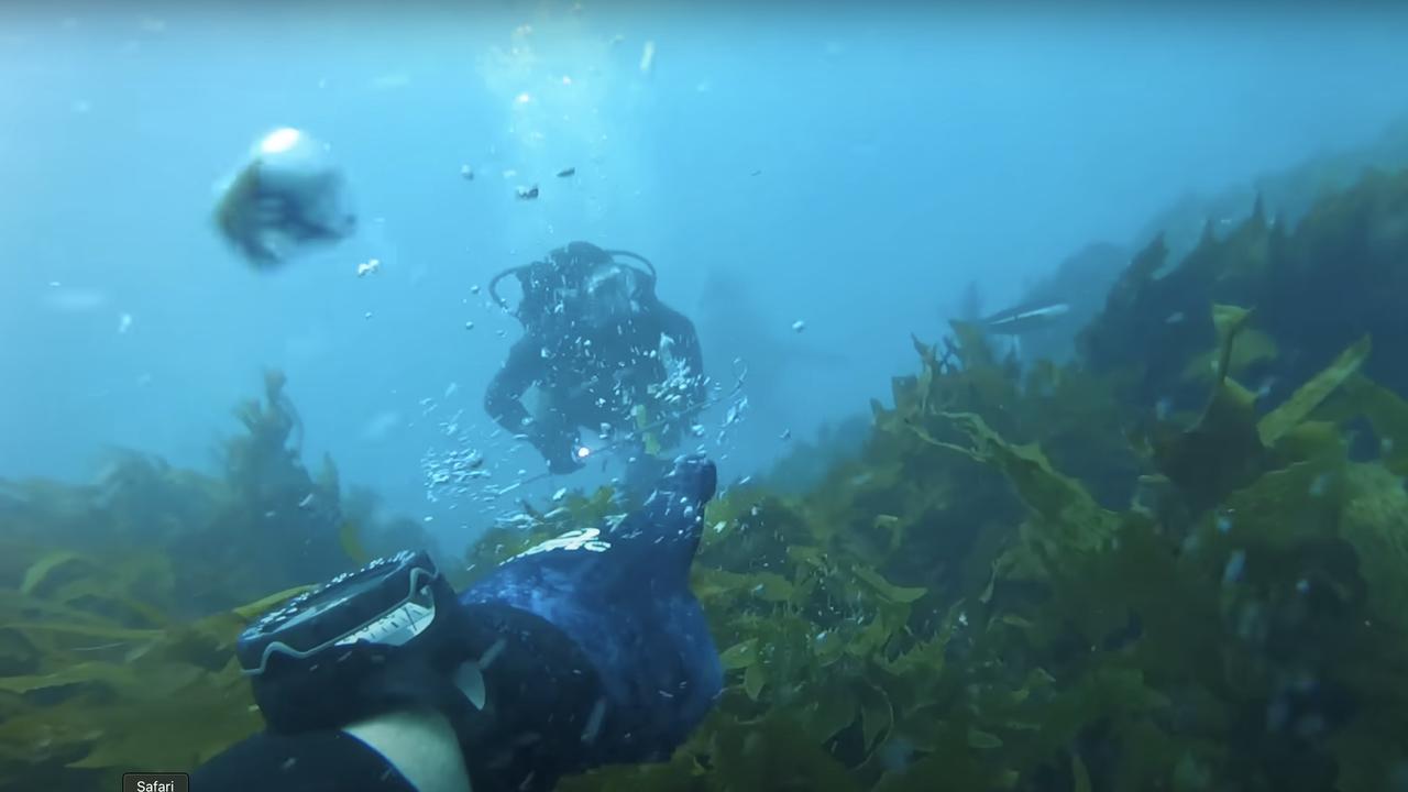 Divers Tim Ryan and Andy Nelson manage to remain calm as the great white swims back and forth towards them. Picture: Supplied.