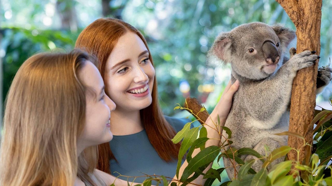 ’Nothing to do with animal welfare’: Truth behind koala cuddle ban