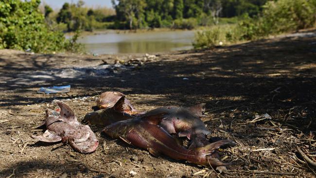 A pile of catfish on the bank at the site of the fatal attack. Picture: Elise Derwin