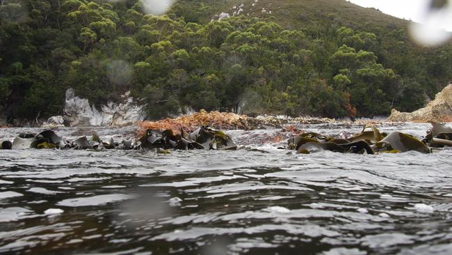 Members of the public can now do a virtual dive into the Bathurst Channel, an estuarine system that is globally unique both physically and biologically, through a new virtual tour. Picture: NRE Tas