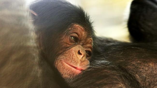 The baby chimp resting on mum’s chest. Picture: Blair Chapman