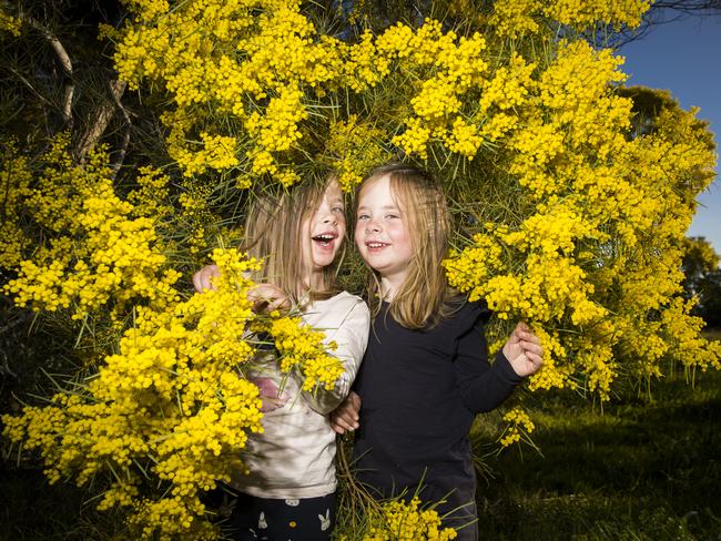 WATTLE DAY: Revel in the treasured blooms. Picture: DYLAN ROBINSON