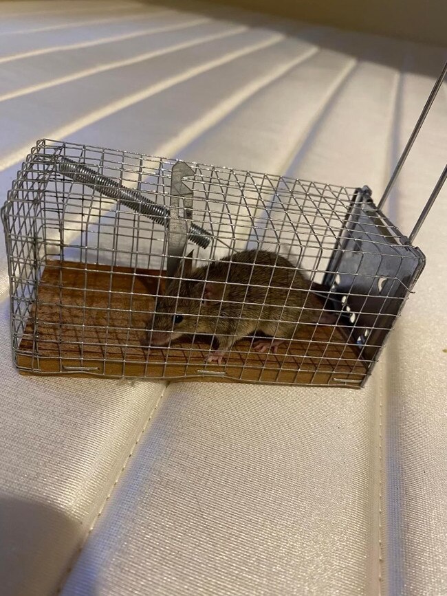 A mouse caught at Golden Grove property. Picture: Supplied