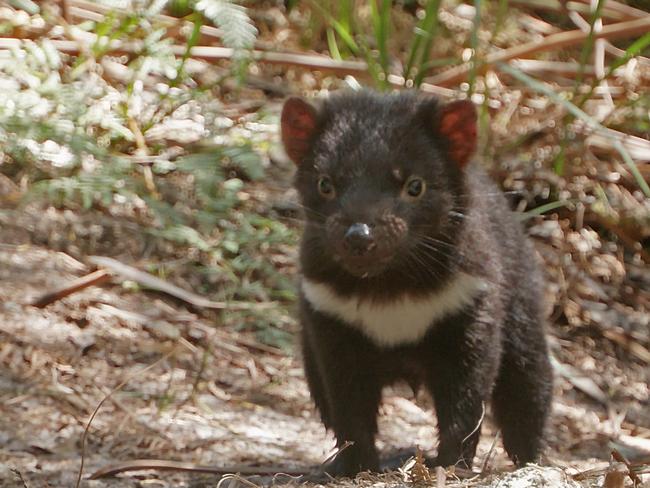 Stills from new ABC TV documentary The Devils' Den, filmed in Tasmania's NW and directed by Simon Plowright.  Picture: Supplied