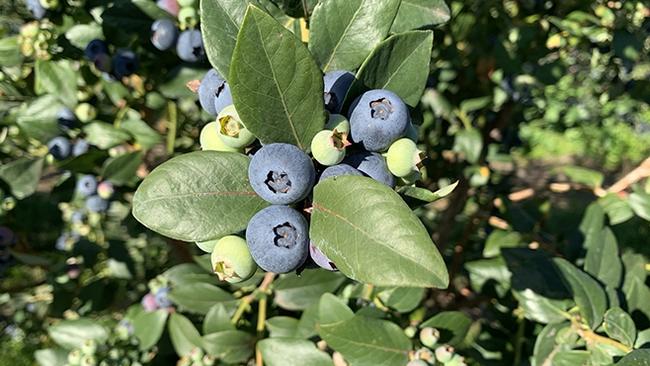 Shane White’s work has included looking at blueberry farms and nitrogen impacts on downstream environments.