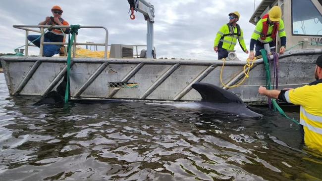 Petuna Aquaculture workers help to rescue pilot whales stranded in Macquarie Harbour, near Strahan, on Tasmania's West Coast. Picture: Petuna Aquaculture