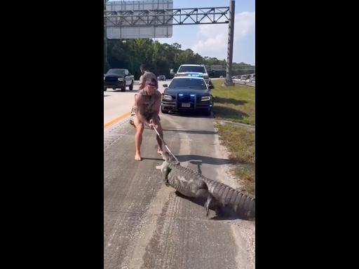 Barefoot man wrangles huge alligator off freeway