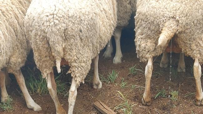 The Short-Tail Merinos as a breed have been finetuned over 20 years by central western NSW grower Don Mudford, Dubbo, NSW.