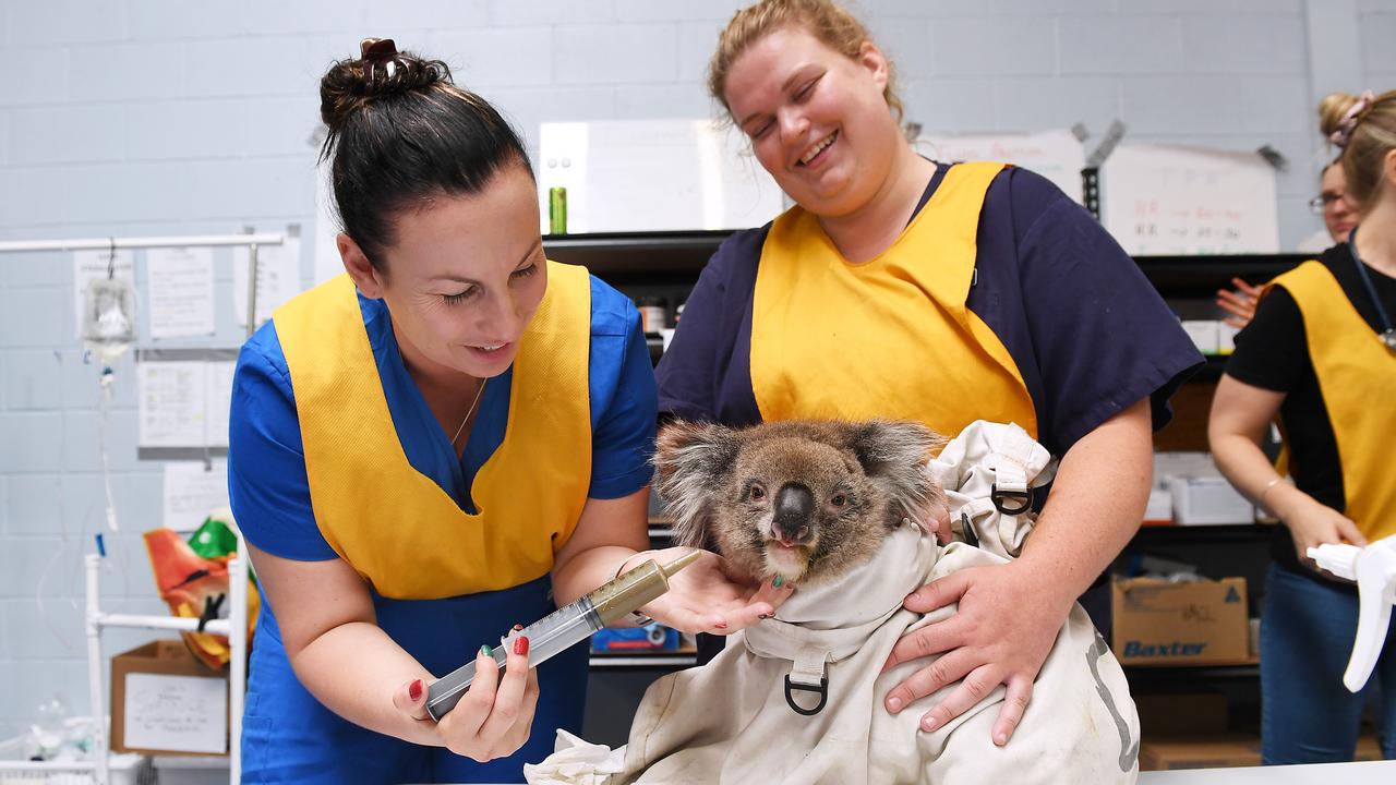 Nurses feed an injured male koala at Adelaide Koala Rescue, which has been set up in the gymnasium at Paradise Primary School in Adelaide. Picture: Mark Brake/Getty Images.