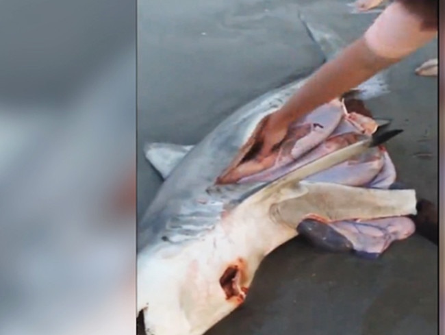 A beachgoer cuts into the shark’s stomach after noticing movement.