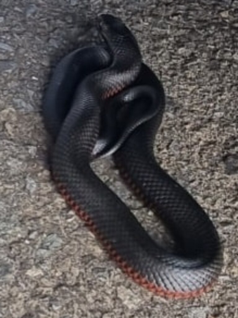 The red-bellied black snake caught at the Covid testing site. Picture: Australian Snake Catchers