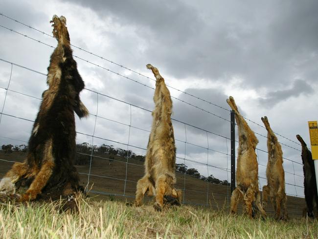 Wild dogs shot and hung near Cabunga Station at Omeo.