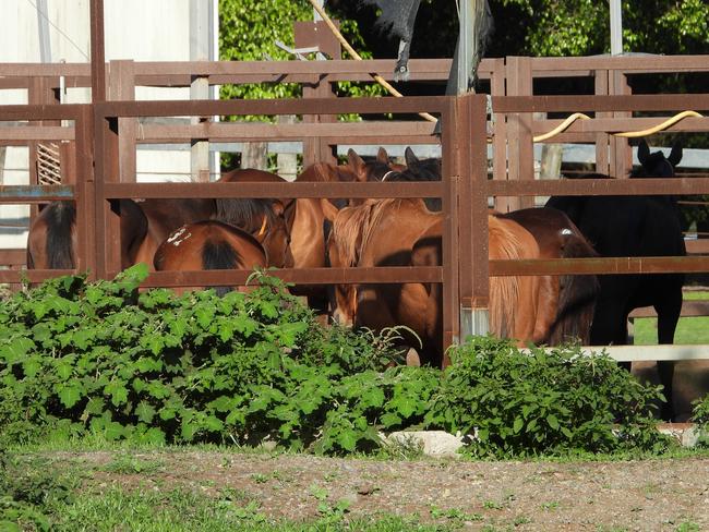 Horses at the Meramist Abattoir in Caboolture. Picture: Animal Liberation Queensland