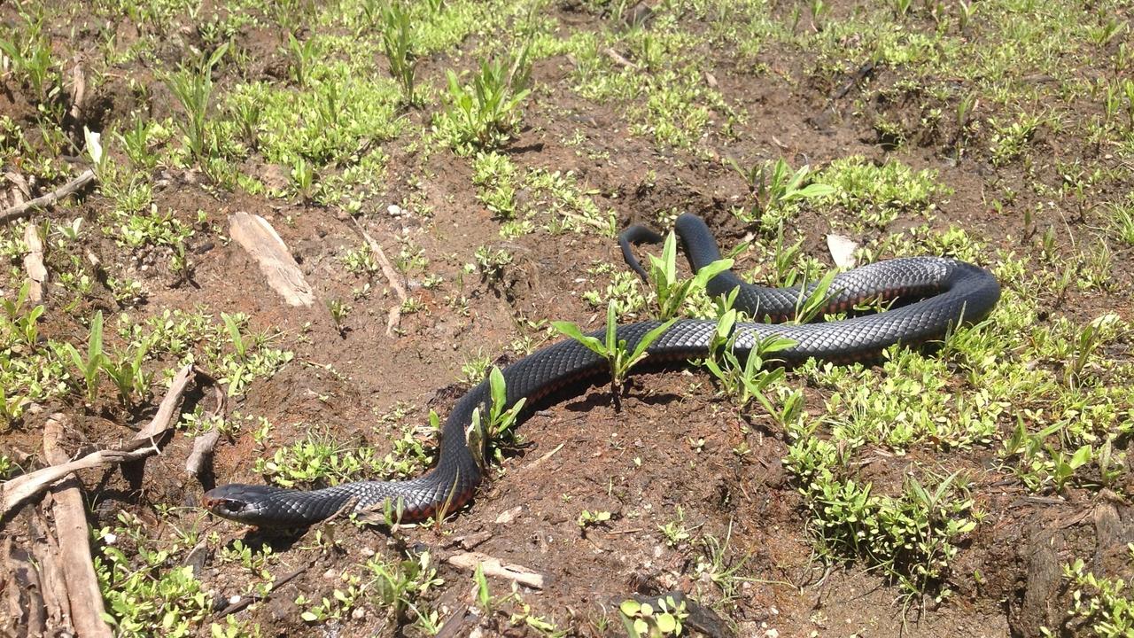 Snake season typically begins around September and runs until April. Picture: News Regional Media