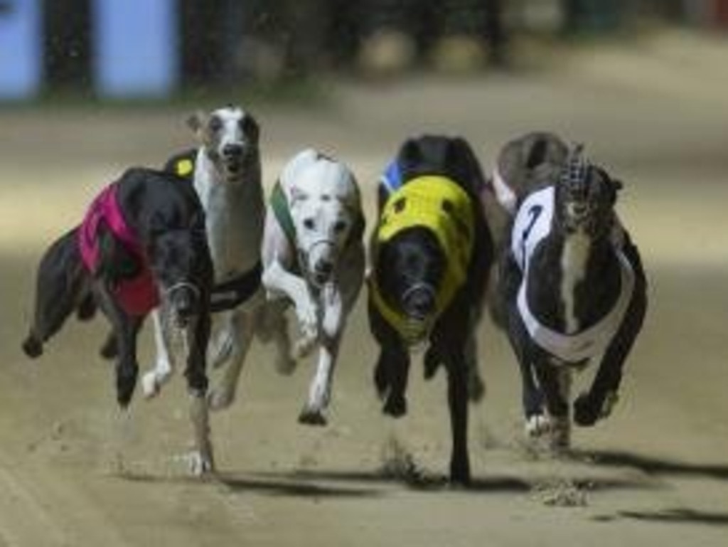 Fields, selections for Rockhampton greyhound meeting