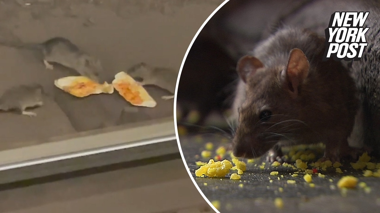 The most rat-infested cities revealed