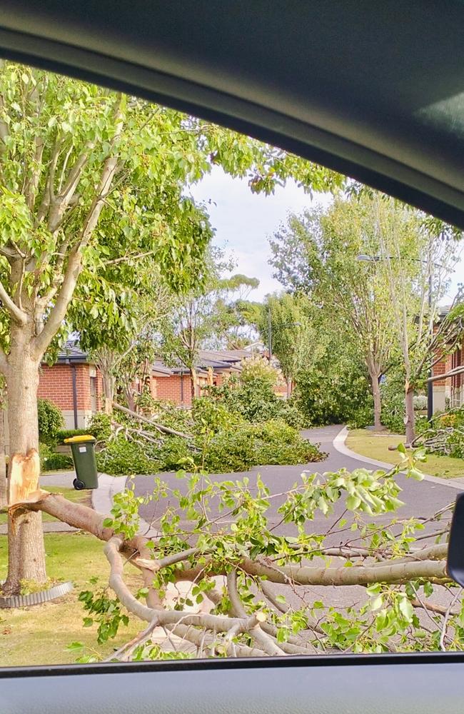 Trees down at the Bellarmine Springs retirement village.